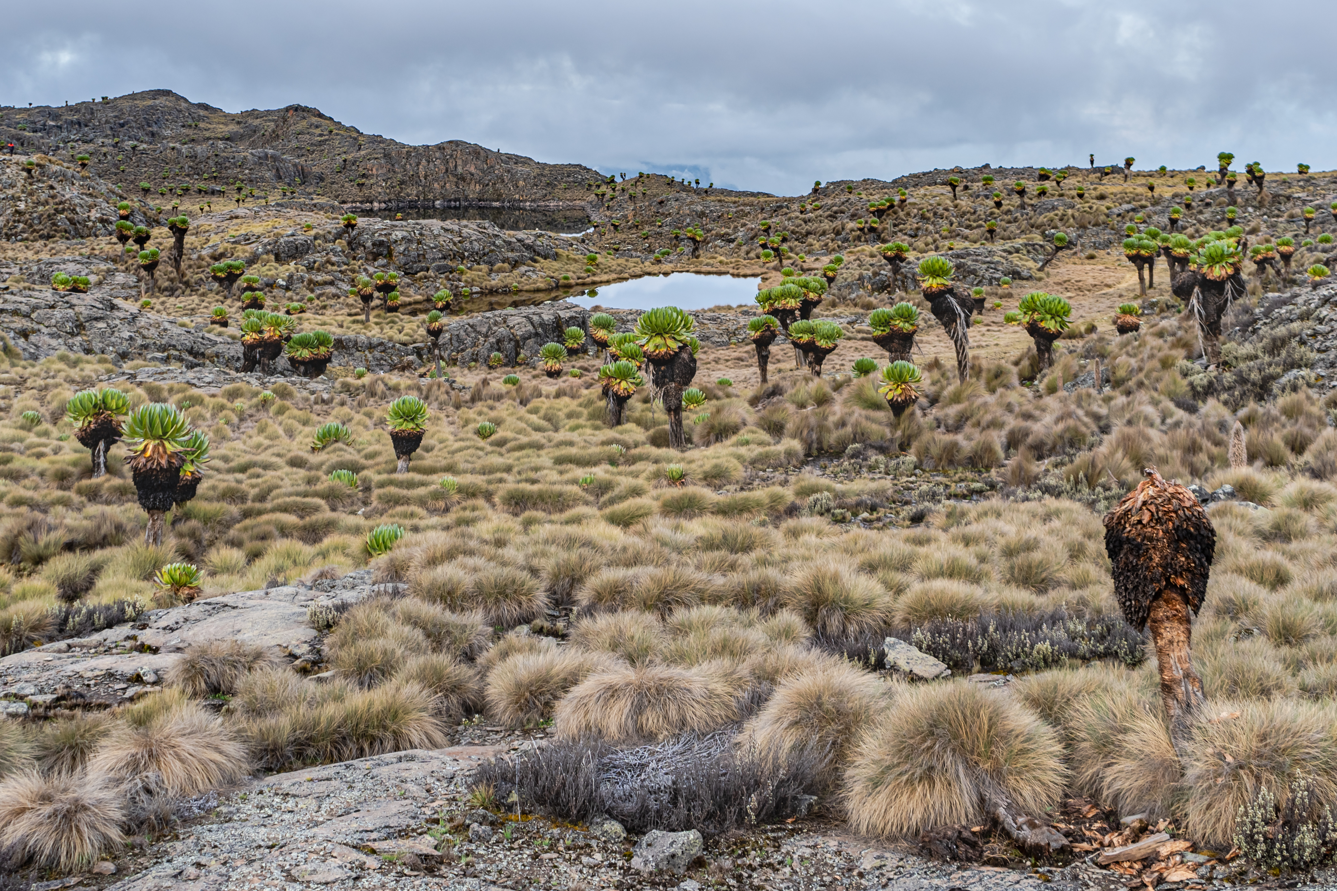 Kenya Wildlife Service